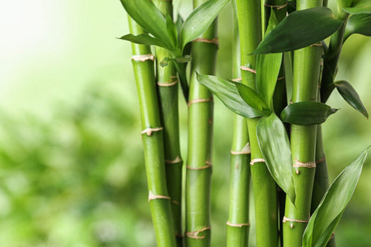 L'hydrolat de Bambou fortifie les cils.